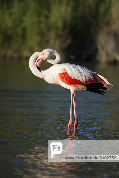 Flamingo (Phoenicopteridae) steht im Wasser  Camargue  Südfrankreich  Frankreich