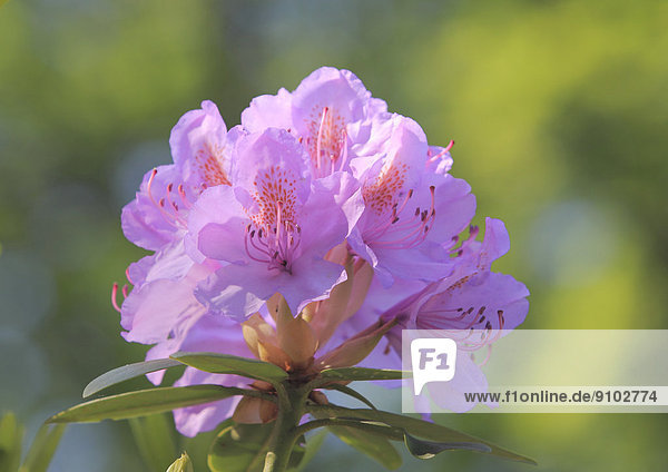 Catawba-Rhododendron (Rhododendron catawbiense)  Blüte  Nordrhein-Westfalen  Deutschland