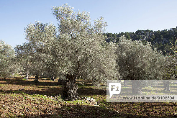 Olivenplantage (Olea europaea)  Deià  Mallorca  Balearen  Spanien