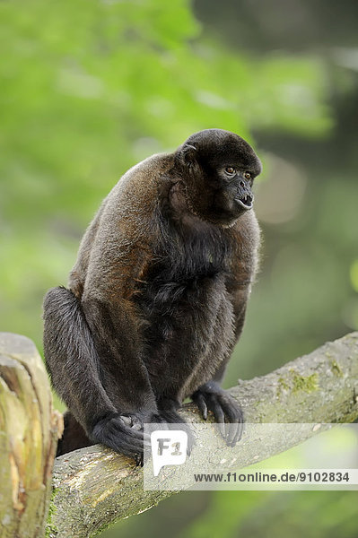 Brauner Wollaffe (Lagothrix lagotricha) rufend captive Deutschland