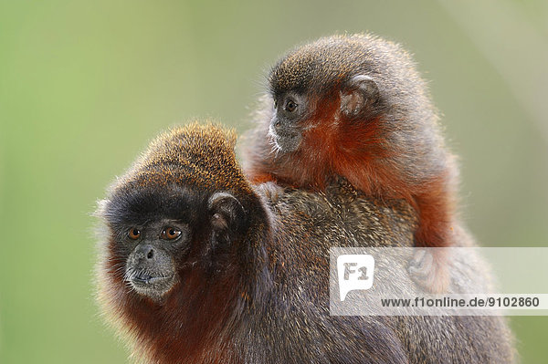 Rote Springaffen (Callicebus cupreus) Weibchen mit Jungtier captive Deutschland