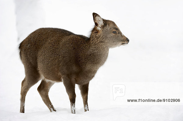 Sika Deer  Spotted Deer or Japanese Deer (Cervus nippon nippon)  female in winter  native to Japan  North Rhine-Westphalia  Germany
