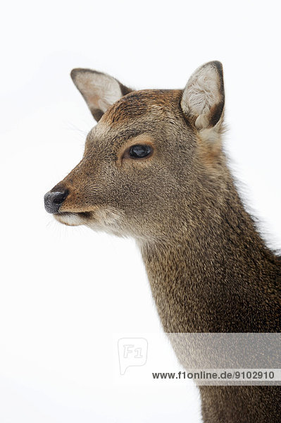 Sika Deer  Spotted Deer or Japanese Deer (Cervus nippon nippon)  female in winter  native to Japan  North Rhine-Westphalia  Germany