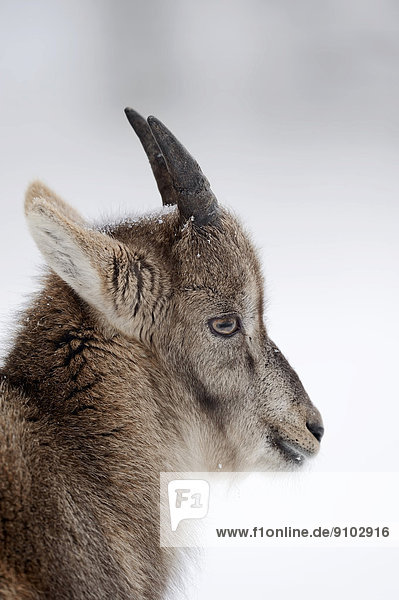 Alpensteinbock oder Gemeiner Steinbock (Capra ibex) Jungtier im Winter Deutschland