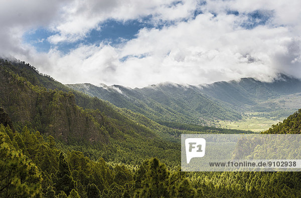 View across a valley covered with Canary Island Pines (Pinus canariensis)  Caldera de Taburiente National Park  La Palma  Canary Islands  Spain