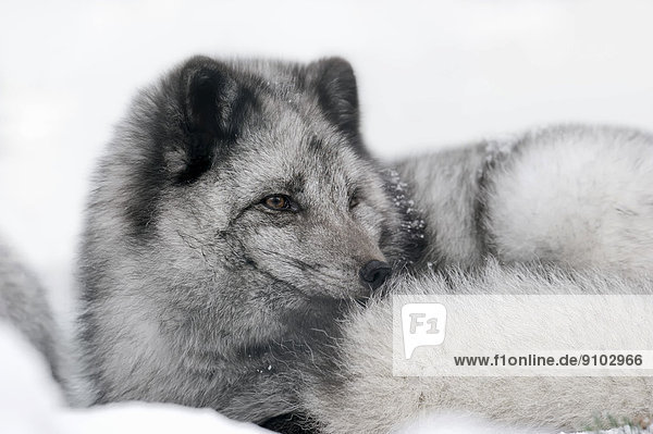Polarfuchs oder Eisfuchs (Vulpes lagopus Alopex lagopus) im Schnee liegend captive Deutschland