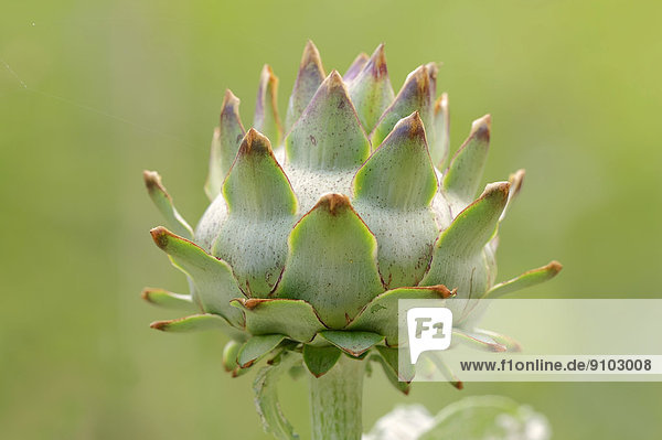 Artischocke (Cynara scolymus  Cynara cardunculus)  Blütenstand  Deutschland