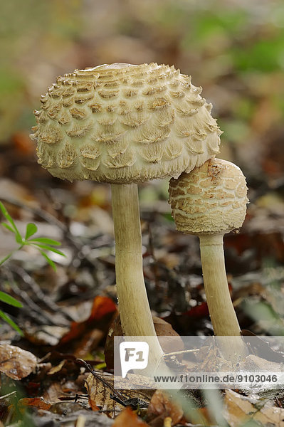 Safranschirmling Safran-Riesenschirmling (Macrolepiota rhacodes) Nordrhein-Westfalen Deutschland