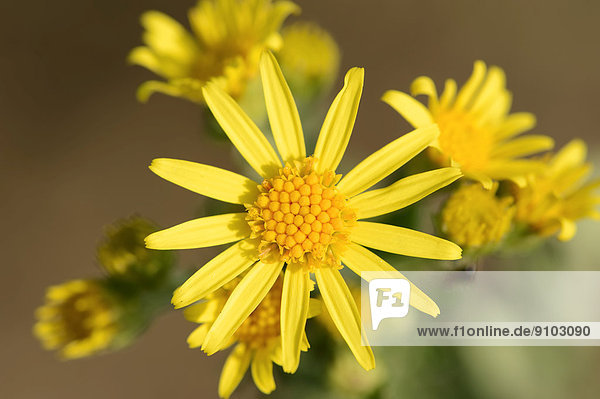 Jakobs-Greiskraut Jakobs-Kreuzkraut (Senecio jacobaea Jacobaea vulgaris) Blüten Nordrhein-Westfalen Deutschland