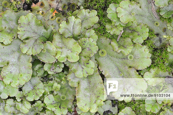 Brunnenlebermoos (Marchantia polymorpha) Nordrhein-Westfalen Deutschland