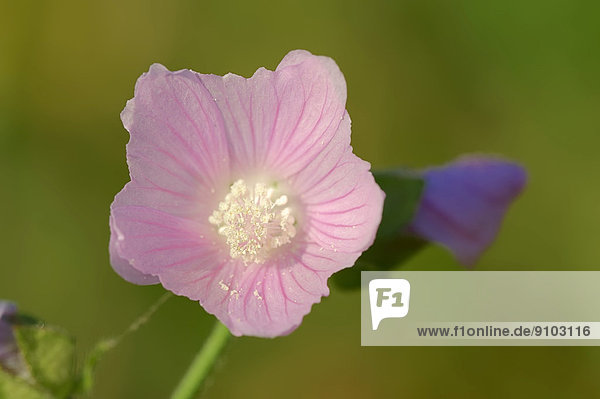Rosen-Malve (Malva alcea)  Blüte  Nordrhein-Westfalen  Deutschland
