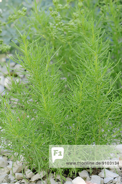 Rosmarinblättriges Heiligenkraut oder Olivenkraut (Santolina rosmarinifolia  Santolina viridis)  Deutschland