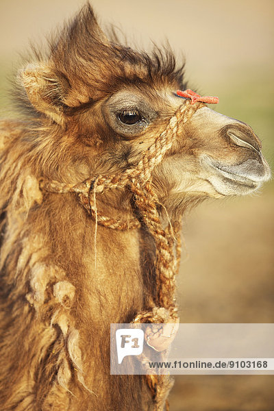 Baktrisches Kamel (Camelus ferus)  Porträt  Gobi-Gurvansaikhan-Nationalpark  Wüste Gobi  Südwüste  Ömnö-Gobi-Aimag  Mongolei