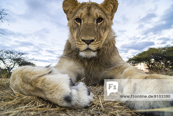 Lion (Panthera leo) young animal 1 year Antelope Park near Gweru Zimbabwe