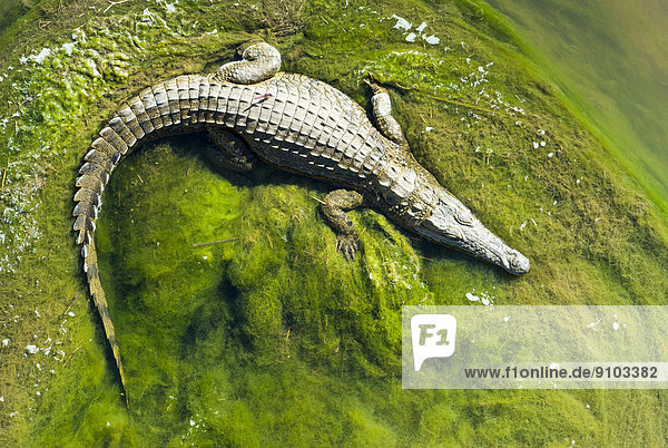 Nilkrokodil (Crocodylus niloticus) liegt auf grünen Algen  Krüger-Nationalpark  Südafrika