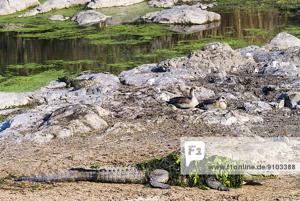 Nilkrokodil (Crocodylus niloticus) bedeckt mit grünen Algen  Krüger-Nationalpark  Südafrika