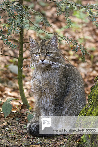 Wildkatze (Felis silvestris)  captive  Tierfreigelände  Nationalpark Bayerischer Wald  Bayern  Deutschland