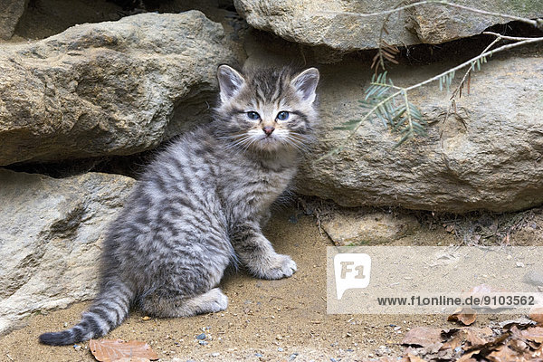 Wildcat (Felis silvestris)  kitten  captive  animal enclosure  Bavarian Forest National Park  Bavaria  Germany