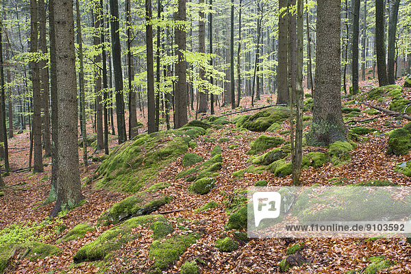 Natürlicher Mischwald im Frühling  Nationalpark Bayerischer Wald  Bayern  Deutschland
