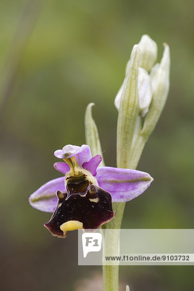 Hummel-Ragwurz (Ophrys holoserica)  Nordhessen  Hessen  Deutschland