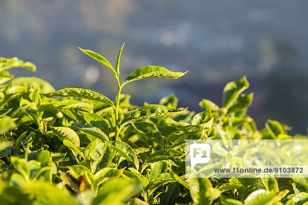 Teepflanzen auf einer Teeplantage  Munnar  Kerala  Westghats-Gebirge  Indien