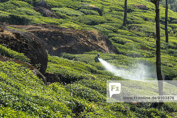 Arbeiter besprüht Teepflanzen mit Pflanzenschutzmitteln  Teeplantage  Munnar  Kerala  Westghats-Gebirge  Indien