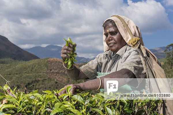 Teeblatt aufheben Indien Kerala Tee Teeplantage