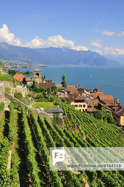 Wein über Produktion See Dorf Ansicht Genf Lausanne Schweiz Kanton Waadt