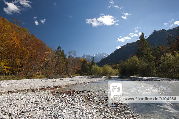 Flusslandschaft im Herbst  Almtal  Alm  Oberösterreich  Österreich