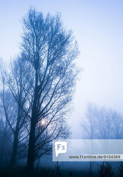 Bäume im Nebel  Naturschutzgebiet Bruchwiesen  Nordrhein-Westfalen  Deutschland