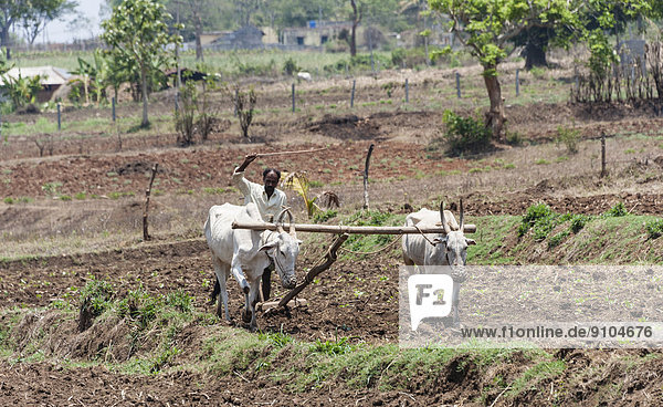 Indian farmer plowing field with yoke of oxen  Nagarhole National Park  Karnataka  India