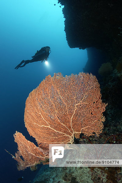 Annella Gorgonia  Sea Fan or Coral Fan (Annella reticulata) growing under an overhang of a coral reef  scuba diver at the back  Lhaviyani Atoll  Indian Ocean  Maldives