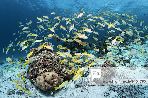 Malediven Indischer Ozean Indik Fischschwarm über Korallenriff