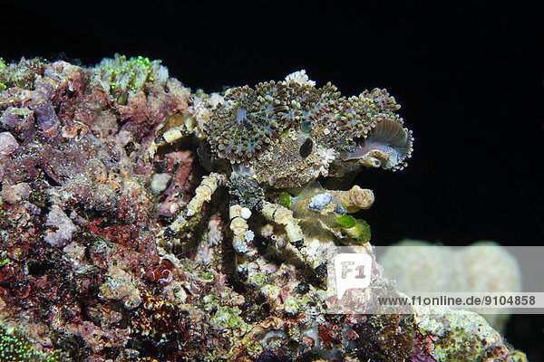 Dekorateurkrabbe (Camposcia retusa)  Great Barrier Reef  UNESCO-Weltnaturerbe  Pazifik  Queensland  Australien