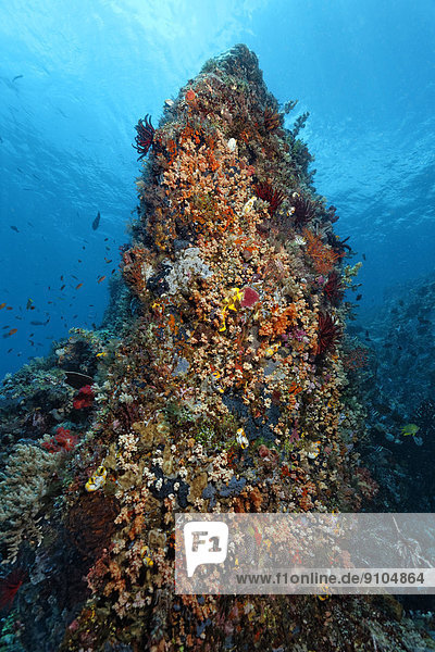 Aufragendes Korallenriff mit dichtem Bewuchs an niederen Tieren  Great Barrier Reef  UNESCO-Weltnaturerbe  Pazifik  Queensland  Australien