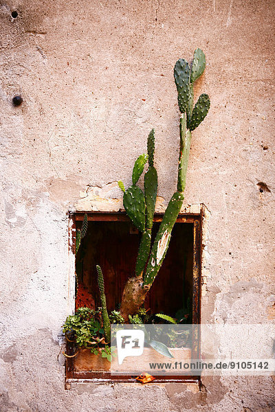 Wand Wachstum Kaktus