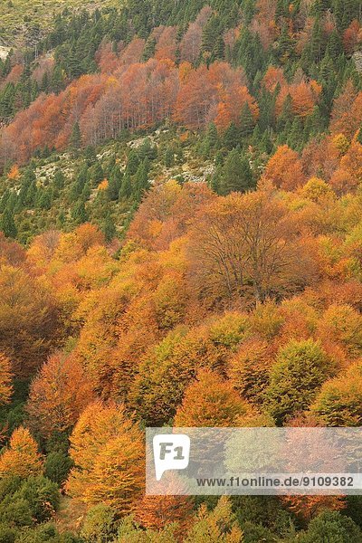 Tal  Wald  Herbst  Buche  Buchen  Huesca