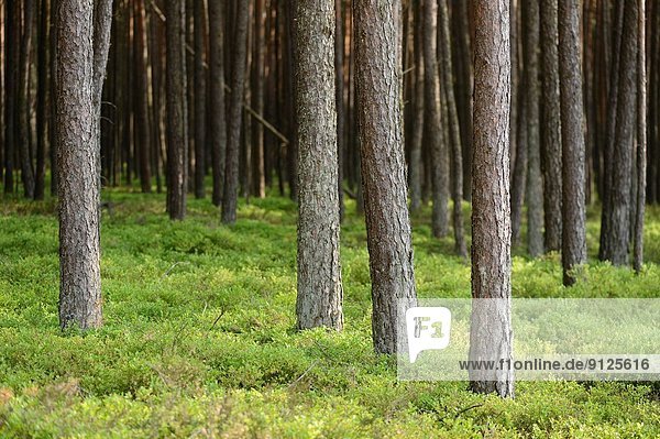 Wald  Kiefer  Pinus sylvestris  Kiefern  Föhren  Pinie