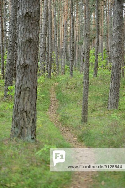 folgen  gehen  Landschaft  Wald  Kiefer  Pinus sylvestris  Kiefern  Föhren  Pinie  Oberpfalz
