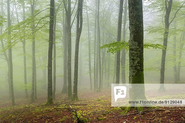 The Enchanted Forest is a beech  in whose ground you can find rocks with suggestive forms. On rainy days  when the fog invades the forest  a magical and surreal atmosphere is created.