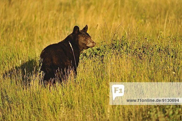 Schwarzbär  Ursus americanus  Sommer  spät  Vielfalt  Beerenobst  Waterton Lakes Nationalpark  Alberta  Kanada  Zimt  Futter suchen  Nahrungssuche