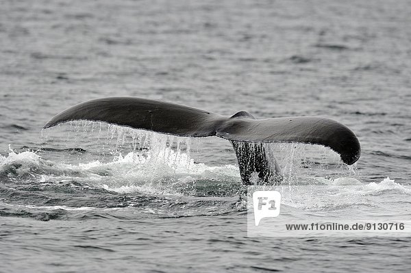 schlagen  Verhalten  British Columbia  Kanada  Vancouver Island  Wal