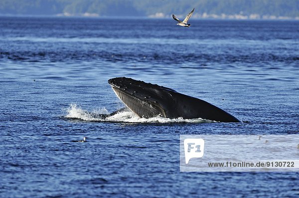 Ausfallschritt  Verhalten  British Columbia  Kanada  füttern  Vancouver Island  Wal