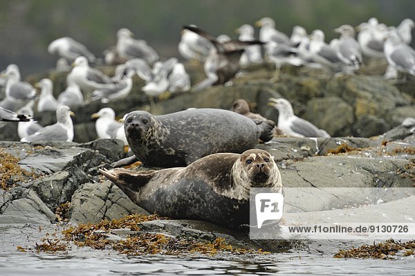 Harbour Seal (Phoca vitulina) hauled out on rocks at low tide  Hanson Island  Vancouver Island  British Columbia  Canada