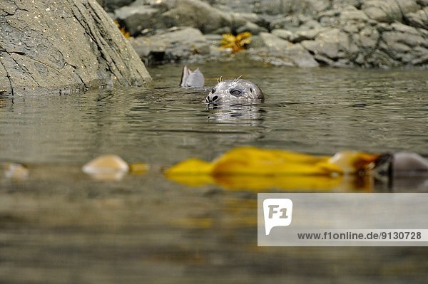 nahe Wasser Hafen heulen - Tierlaut British Columbia Kanada Robbe Vancouver Island