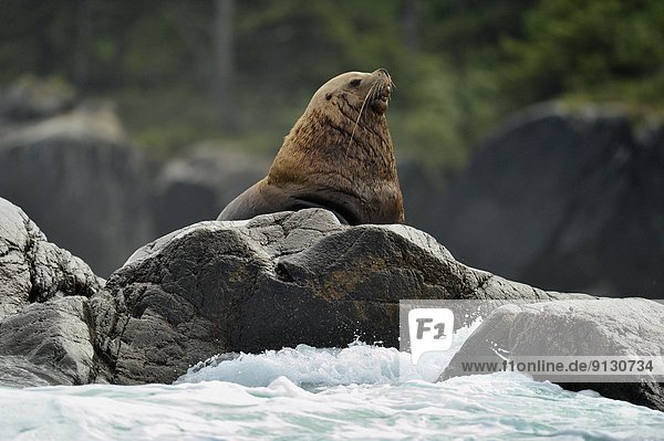Seelöwe zeigen Stellersche Seelöwe Eumetopias jubatus heulen - Tierlaut British Columbia Kanada Vancouver Island