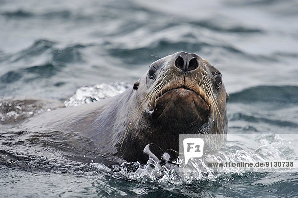 Seelöwe nahe schwimmen zeigen Stellersche Seelöwe Eumetopias jubatus heulen - Tierlaut British Columbia Kanada Vancouver Island