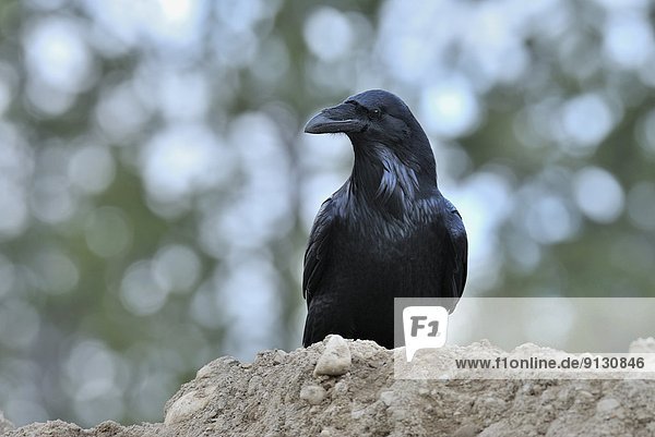 Common Raven (Corvus corax)  perched on the top of a pile of loose earth