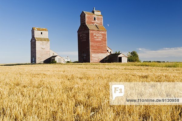 barley field and grain elevators  abandoned town of Lepine  Saskatchewan  Canada