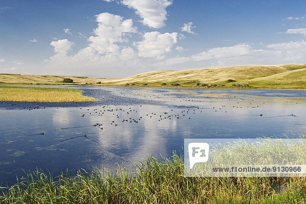 Landschaft  Lösung  Fokus auf den Vordergrund  Fokus auf dem Vordergrund  Saskatchewan  Kanada  Prärie